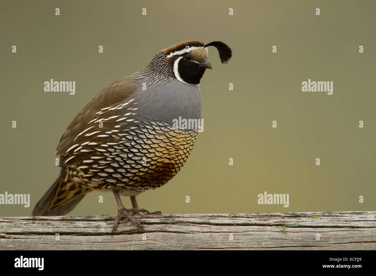 California Quaglia, Callipepla californica, Grande Bacino Desert Tour, Okanagan, Canada Foto Stock