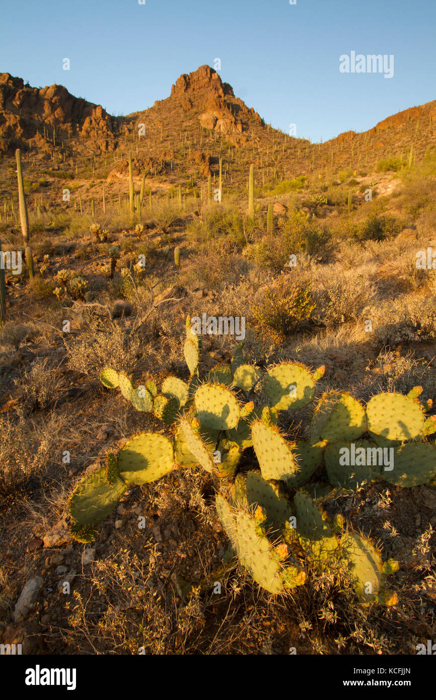 In Arizona, Deserto Sonoran, Suguaro Cactus, Stati Uniti, STATI UNITI D'AMERICA Foto Stock