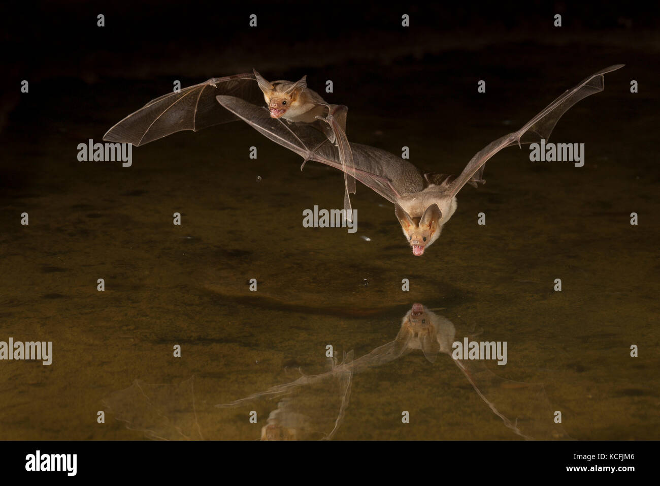 Due pallida pipistrelli, Antrozous pallidus volando a bassa quota sopra la vasca nel bacino grande deserto, Okanagan, British Columbia, Canada Foto Stock