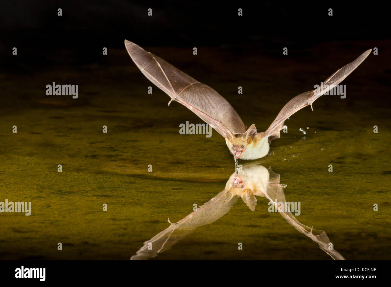 Pallida Bat, Antrozous pallidus scrematura acqua bacino grande deserto, Okanagan, British Columbia, Canada Foto Stock