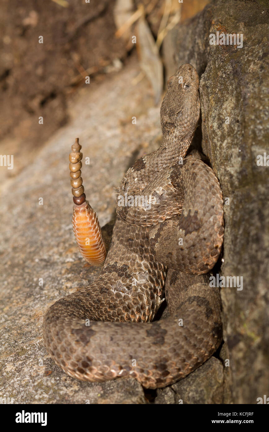 Nastrare Rattlesnake Rock, Crotalus lepidus klauberi, Miller Canyon, Sierra Vista, Deserto Sonoran, Stati Uniti, STATI UNITI D'AMERICA Foto Stock