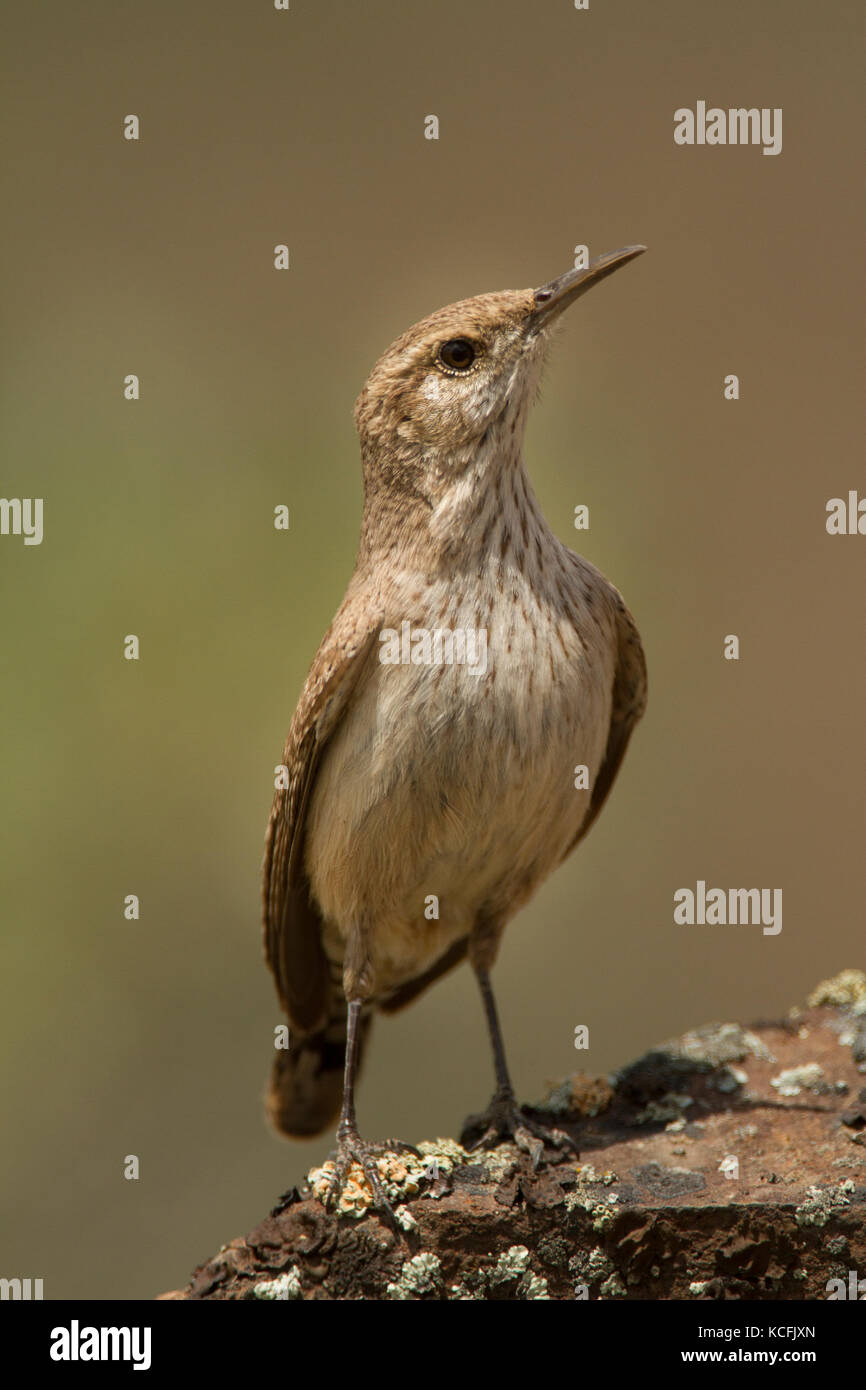Rock Wren, Salpinctes obsoletus, bacino grande deserto, Rock Wren, Stati Uniti, Washington Foto Stock