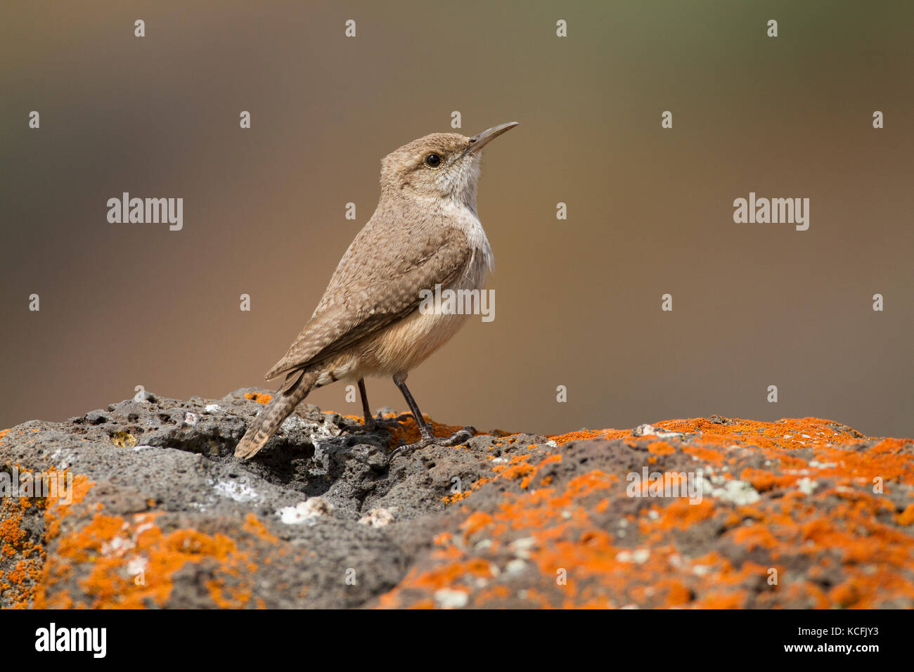 Rock Wren, Salpinctes obsoletus, bacino grande deserto, Rock Wren, Stati Uniti, Washington Foto Stock