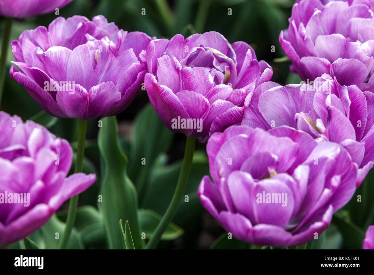 Giardino dei tulipani fioriti, gruppo Tulips Purple Tulipa " Blue Diamond " con doppio gruppo di tulipani tardivi Foto Stock