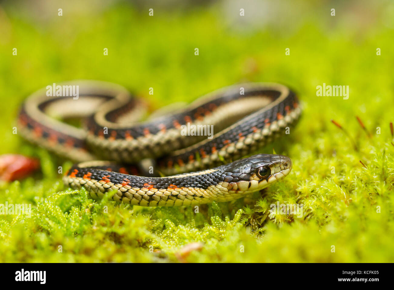 Comon garter snake, Thamnophis sirtalis, Hemmera, Wahleach Creek Foto Stock