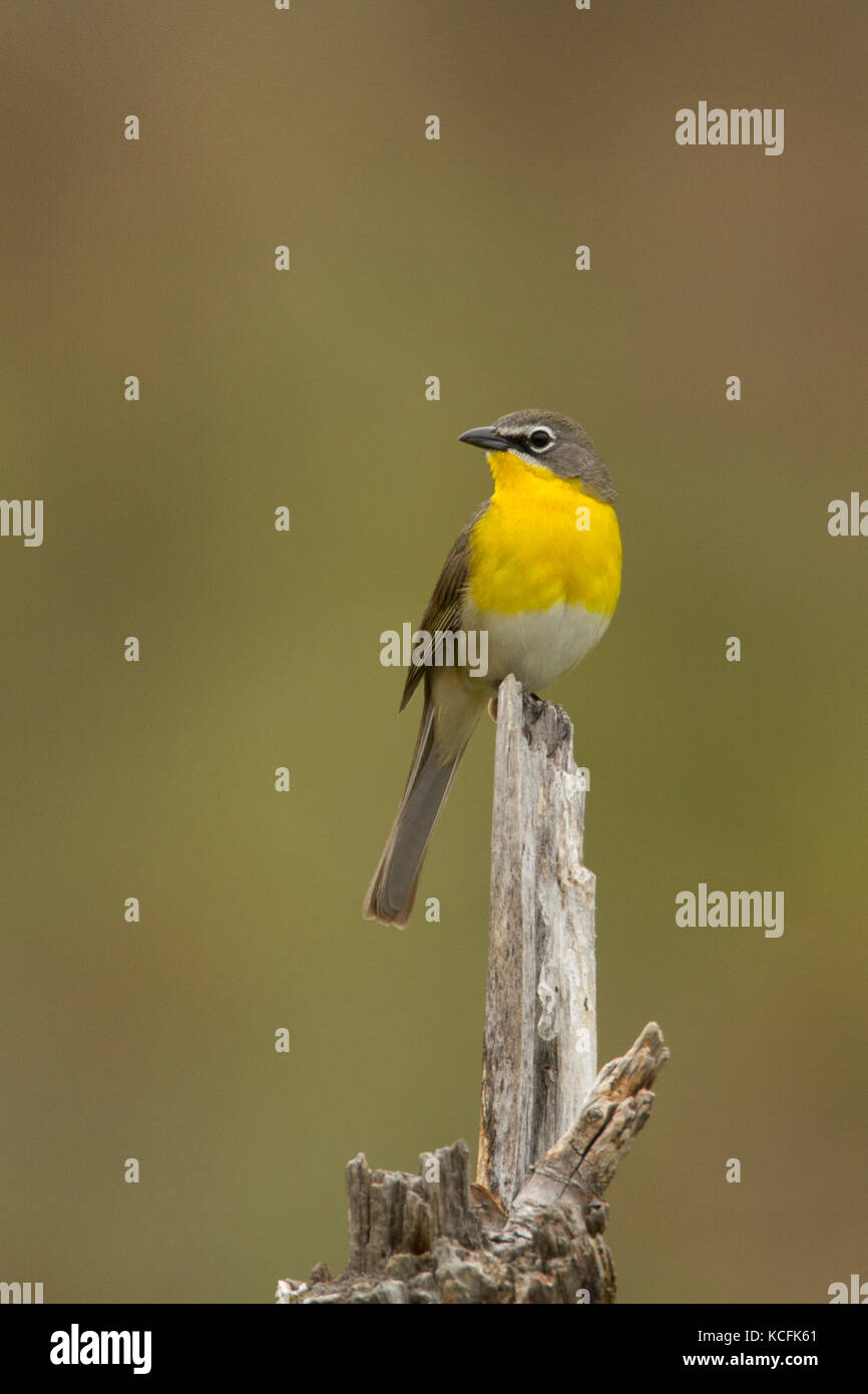 Petto giallo Chat, Icteria virens, sud del bacino grande deserto, British Columbia, Canada, Okanagan Foto Stock