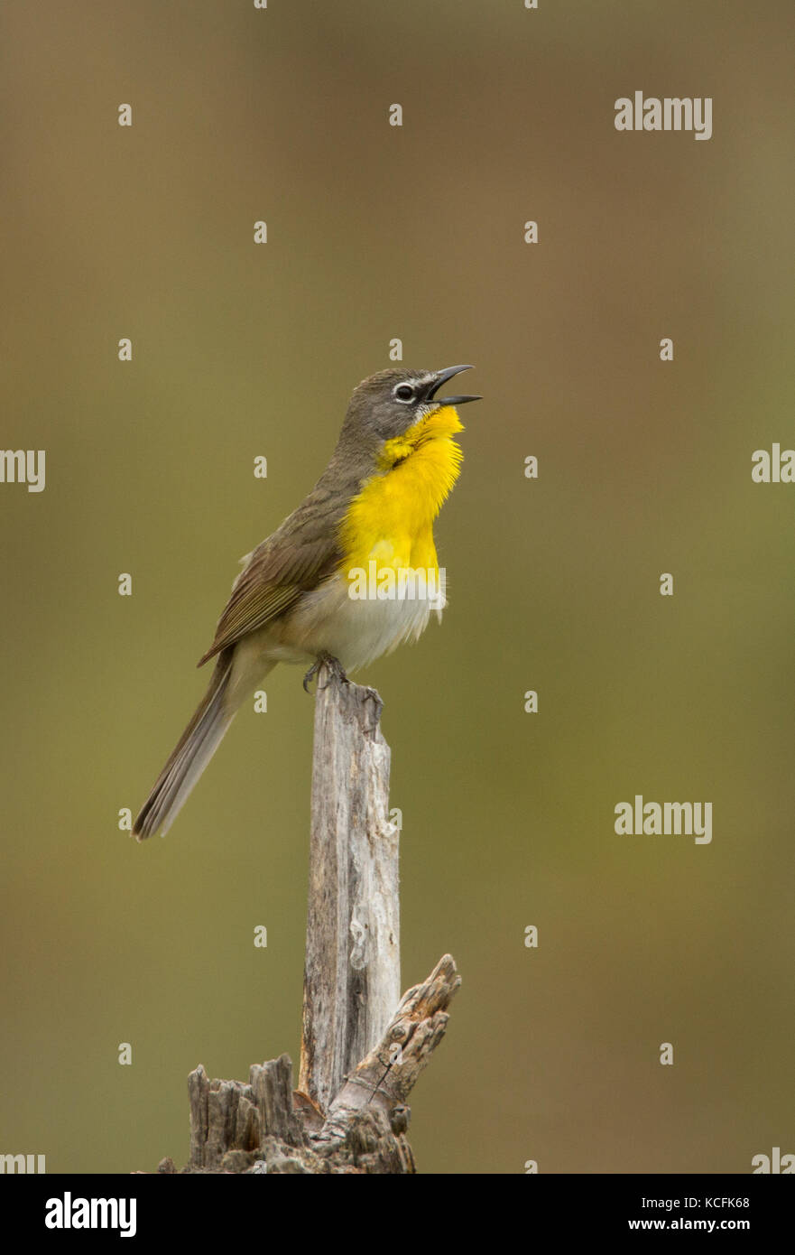 Petto giallo Chat, Icteria virens, sud del bacino grande deserto, British Columbia, Canada, Okanagan Foto Stock