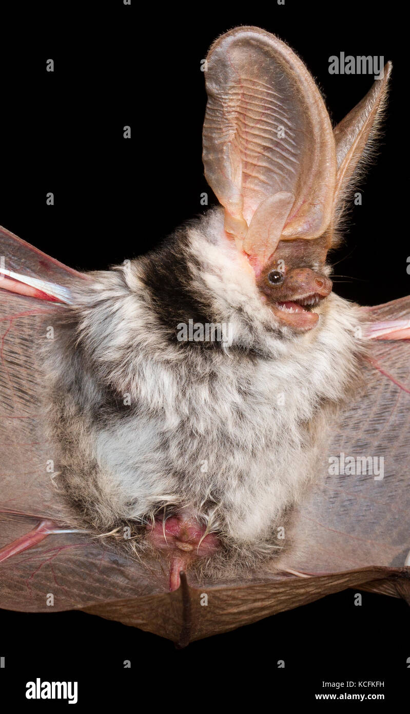 Close up Spotted pipistrelli in Lillooet, British Columbia, praterie Foto Stock