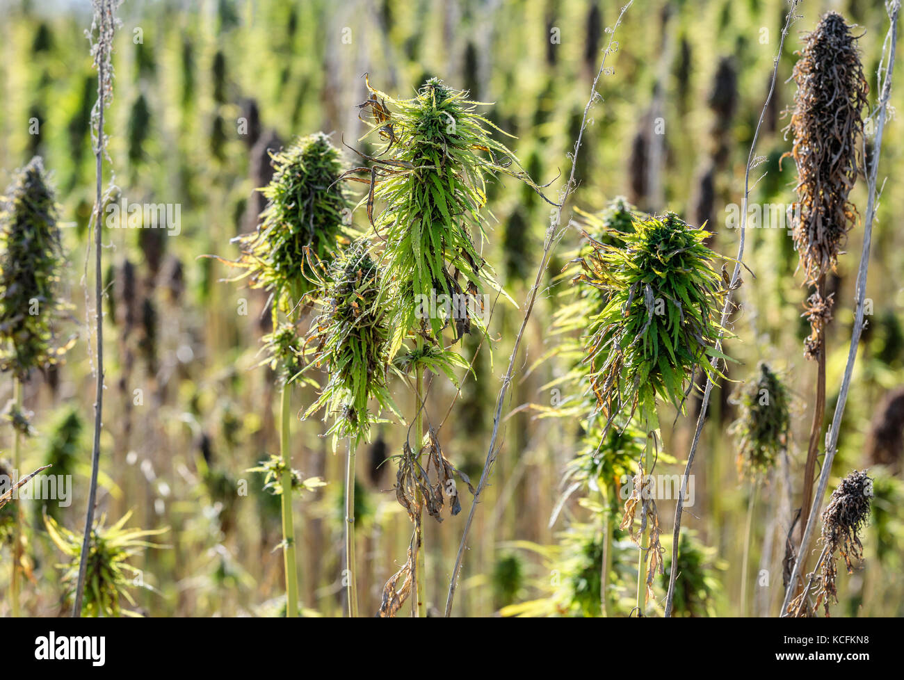 Campo della sativa Cannibas o canapa vicino Dauphin, Manitoba, Canada. Foto Stock