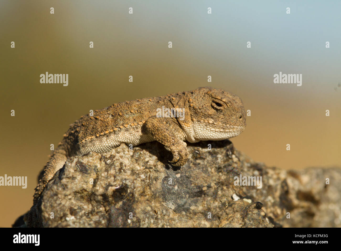 Estirpare, Okanagan, Phyrnosoma douglassi, pigmeo di corto-cornuto lizard, STATI UNITI D'AMERICA, Washington Foto Stock