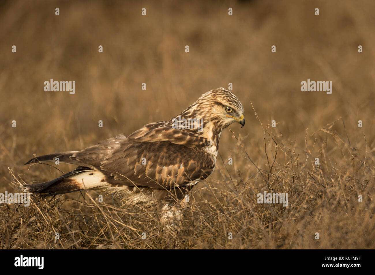 Rough-zampe, Hawk Buteo lagopus, Nanaimo, Canada Foto Stock