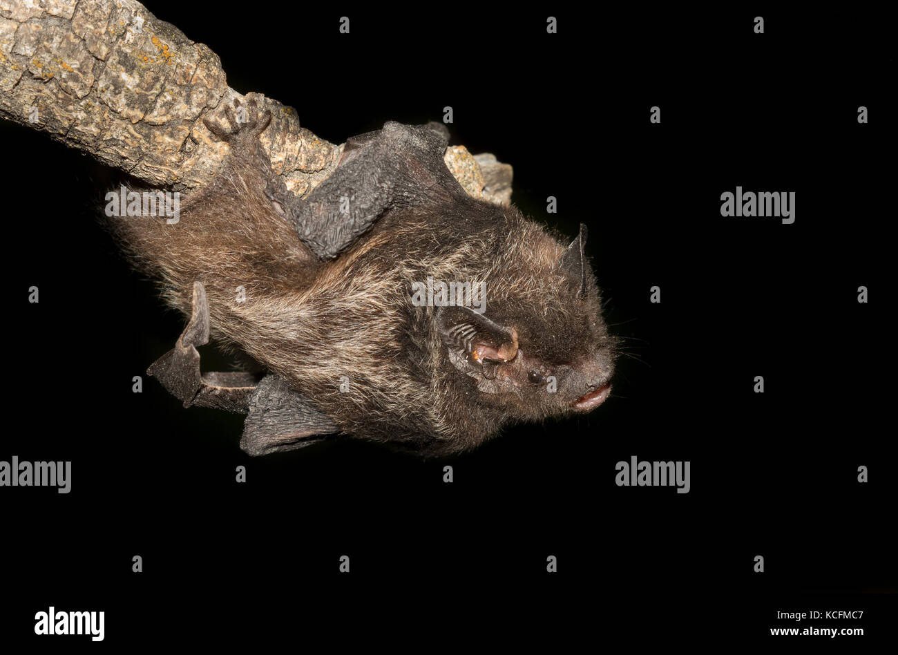 Argento-pelose bat, Lacionycteris noctivagans, Okanagan, British Columbia, Canada Foto Stock