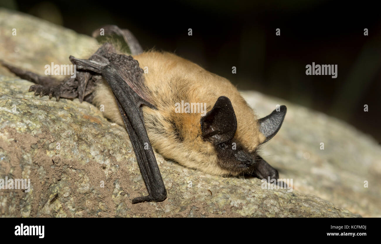 Bat blitz, BC, Canada, Myotis ciliolabrum, Okanagan, piccolo-footed bat Foto Stock