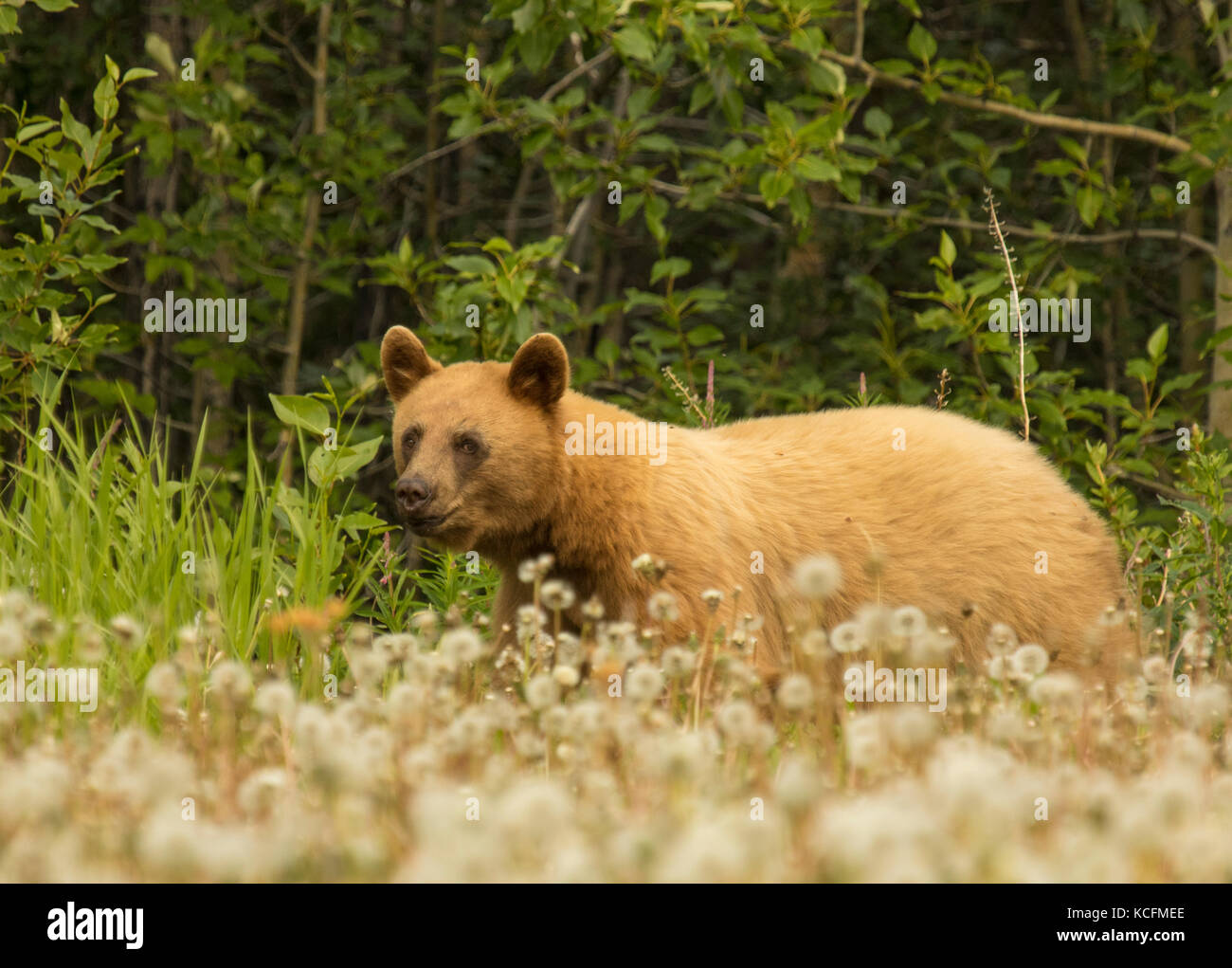 Orso nero, ursus americanus, Alaska, STATI UNITI D'AMERICA Foto Stock