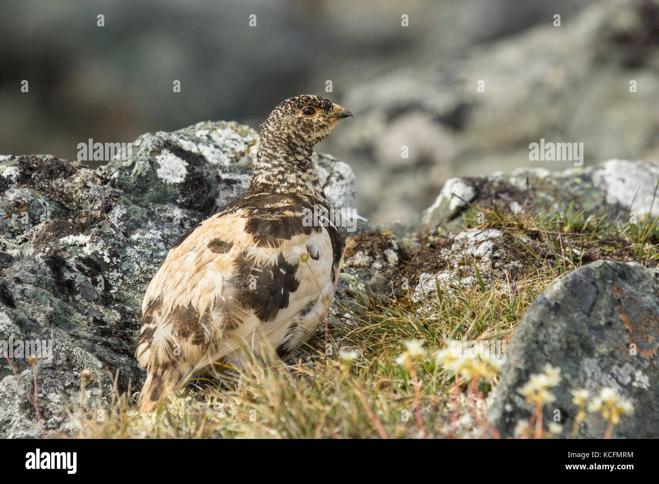 White-tailed Pernice bianca, Lagopus leucura, Alaska Tundra, STATI UNITI D'AMERICA, Foto Stock