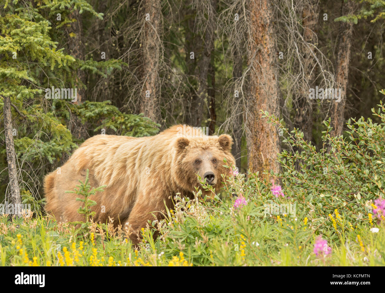 Orso grizzly, Ursus arctos, Yukon, Canada Foto Stock