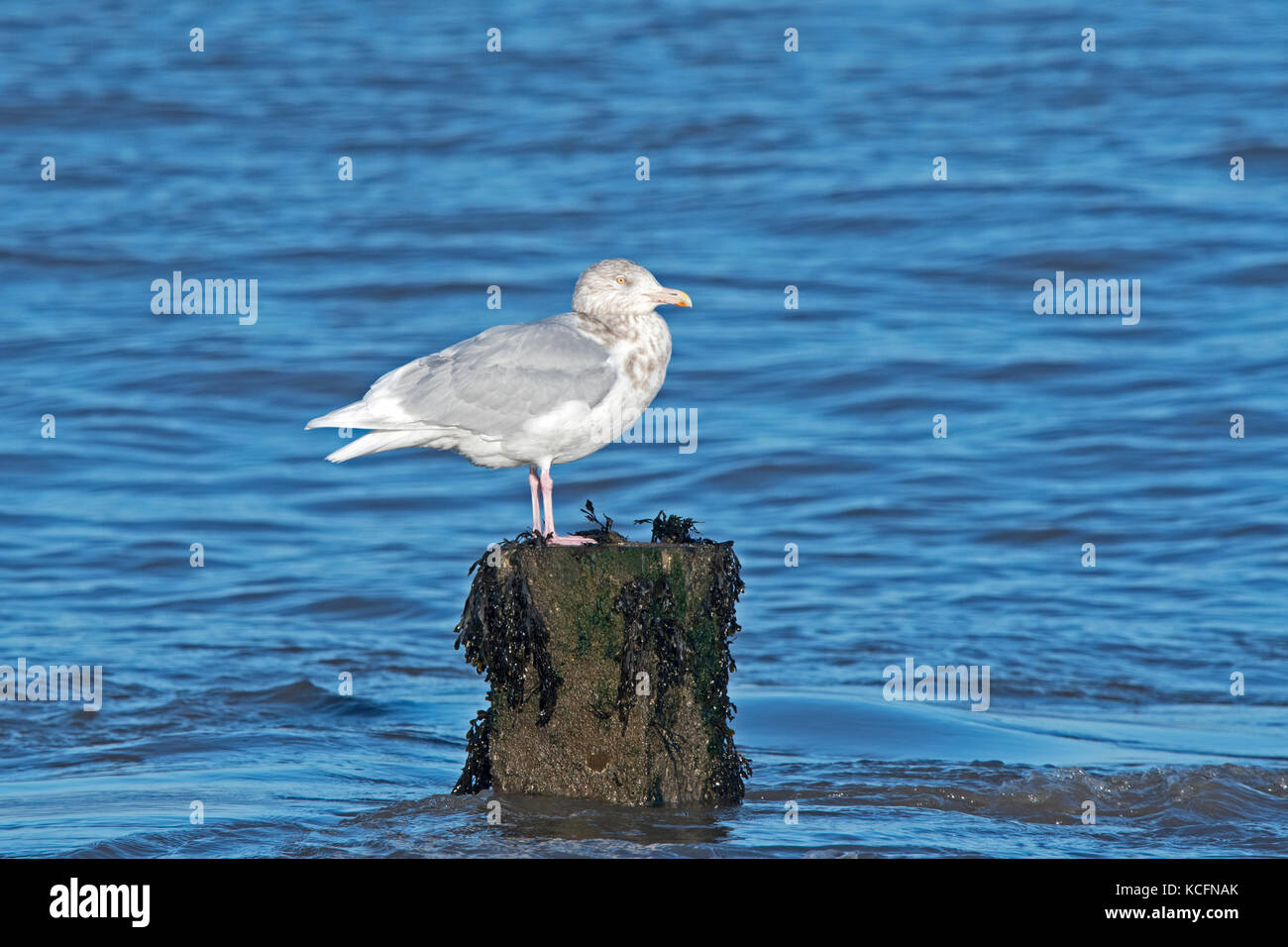 Glaucous Gull Larus hyperboreus adulto inverno Sheringham Norfolk Gennaio Foto Stock