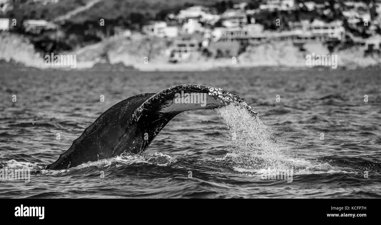 Coda della megattera. Messico. Mare di Cortez. California Peninsula. Foto Stock