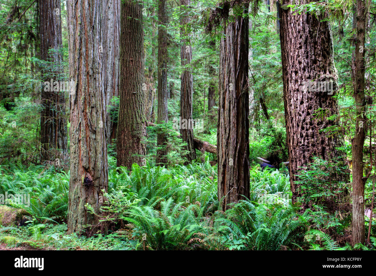 Parco Nazionale di Redwood in California, Stati Uniti d'America Foto Stock
