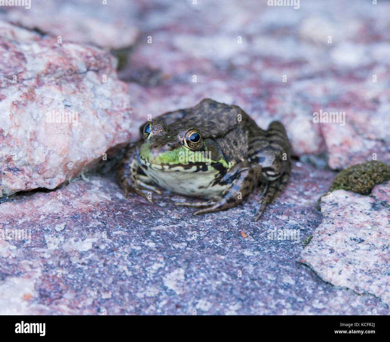 Rana di visone, rana septentrionalis Foto Stock