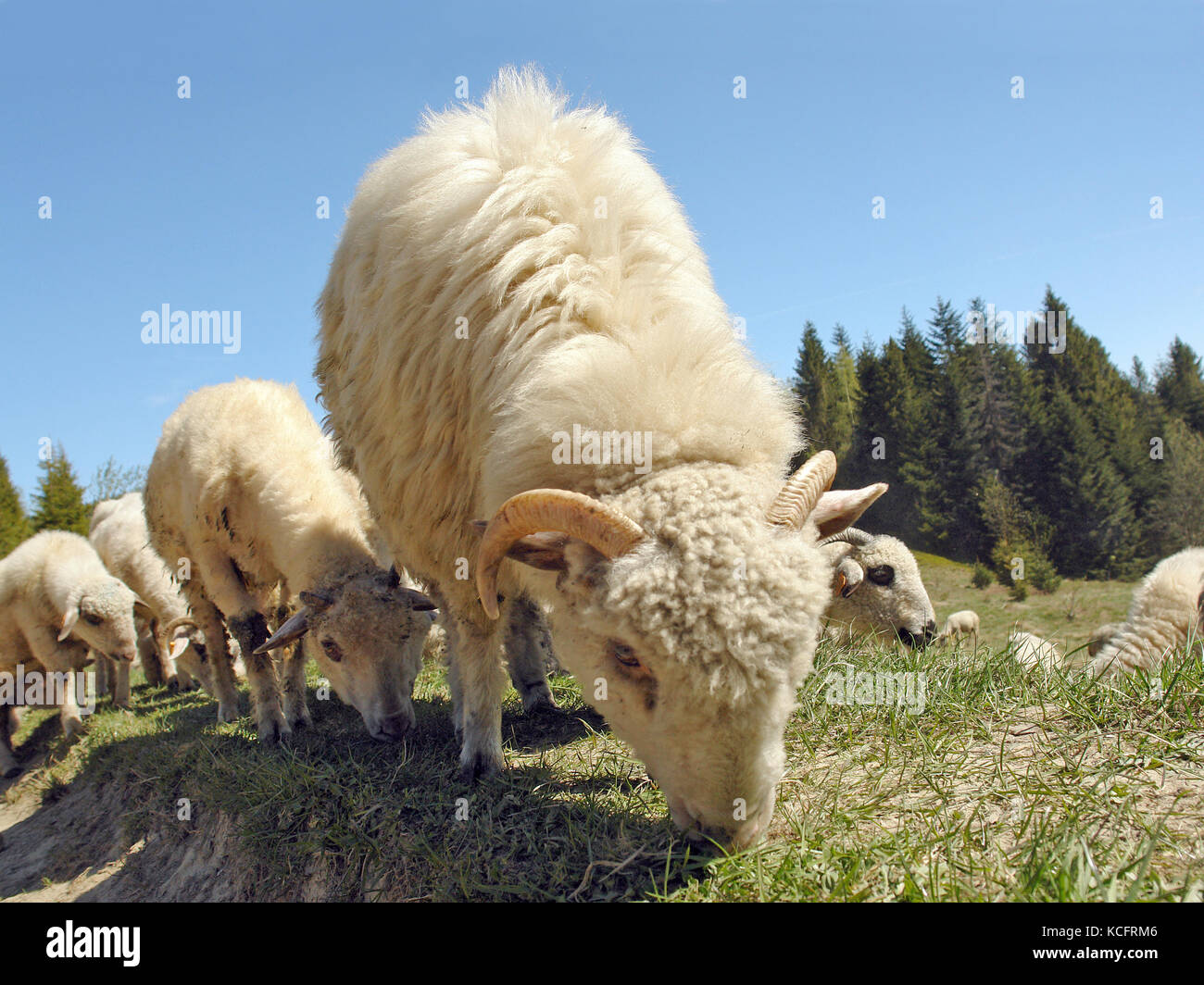 Allevamento di pecore al pascolo in alpeggio Foto Stock