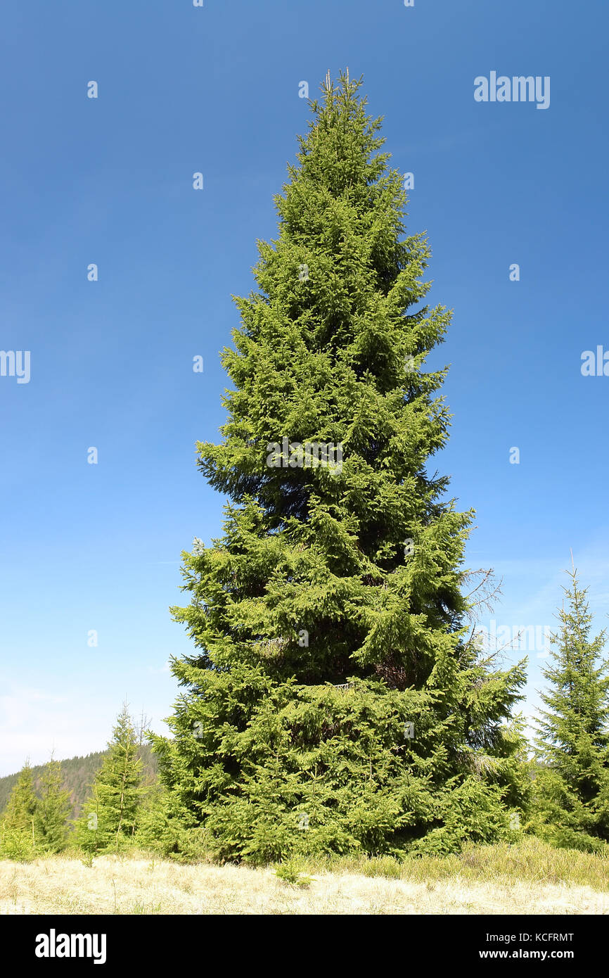 Abete gigantesco albero che cresce sui pascoli di montagna oltre il cielo blu chiaro Foto Stock