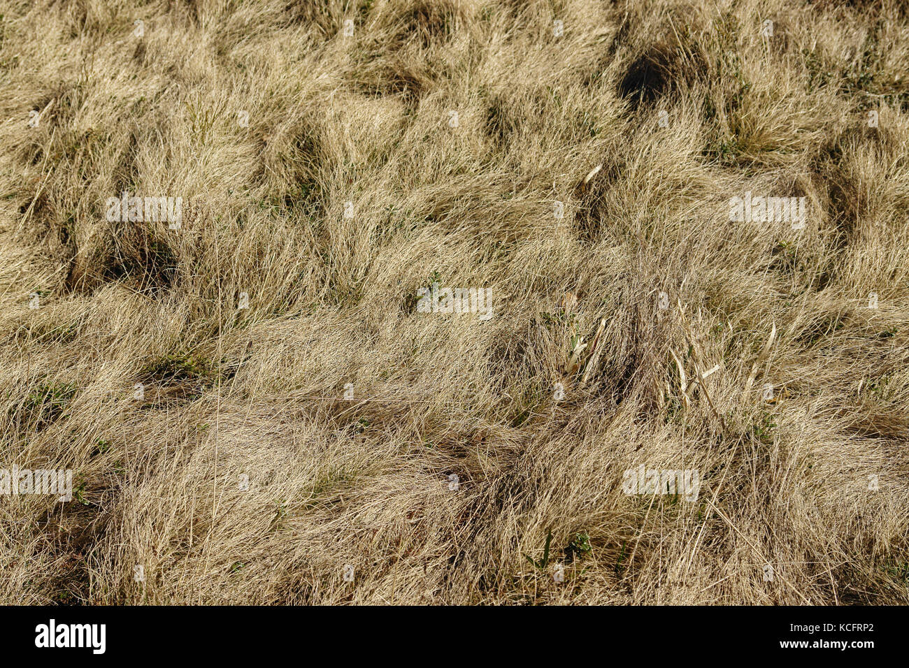 Campo di erba secca shot dal di sopra Foto Stock