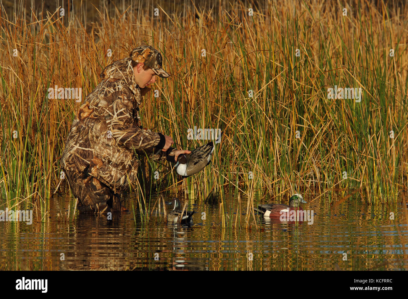 Un cacciatore di anatre in camuffamento espone le sue battute di caccia decoy in South Texas marsh Foto Stock