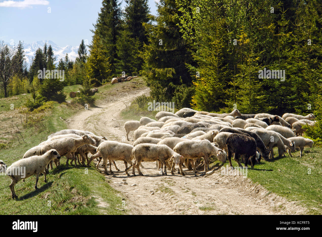 Allevamento di ovini attraversando il sentiero turistico in montagna Foto Stock