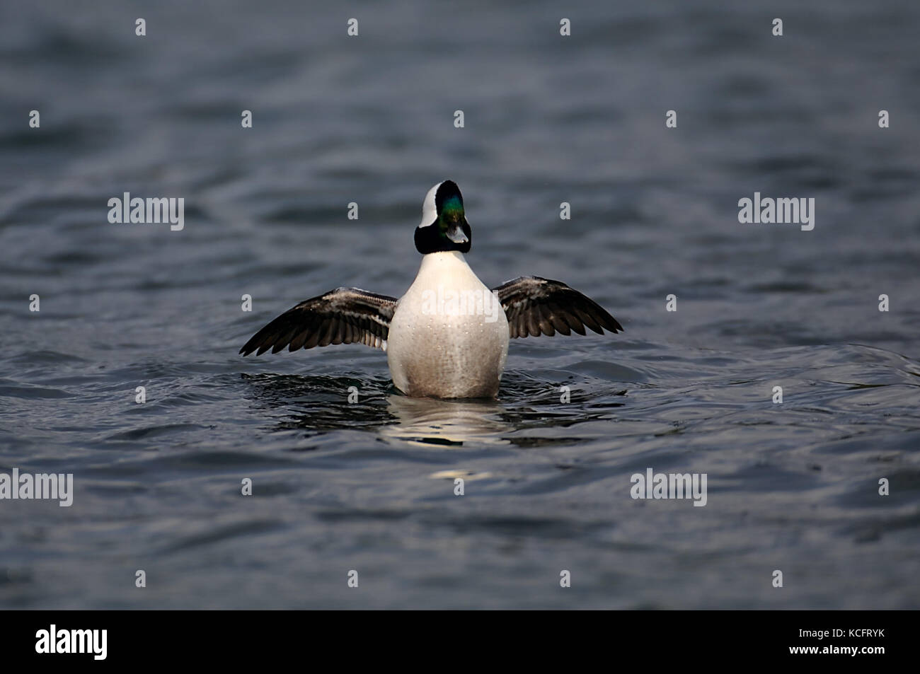 Bufflehead (Bucephala albeola) at Roberts Bay, Sidney, BC, Canada Foto Stock