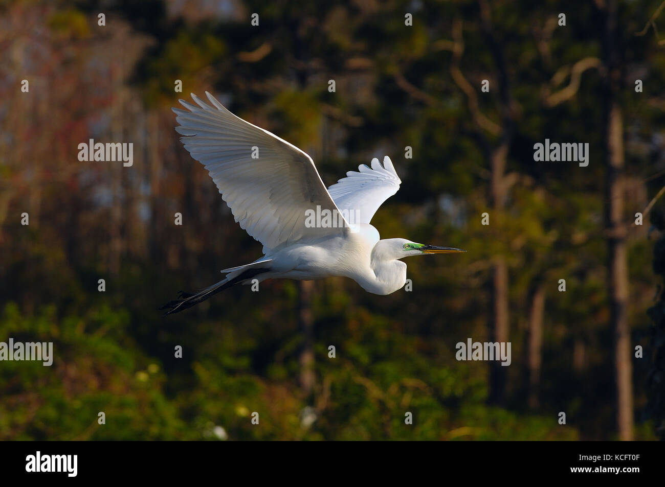 Grande bianco erget (Ardea alba), Orlando, Florida, Stati Uniti d'America Foto Stock
