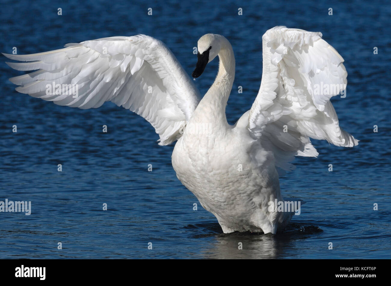 Trumpeter Swan (Cygnus buccinatore) a Esquimalt Laguna, Victoria, BC Canada Foto Stock