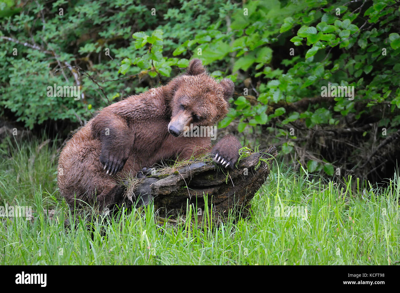 Presa all'Khutzeymateen Orso grizzly Santuario circa 40km NE di Prince Rupert su BC della costa del nord. Foto Stock