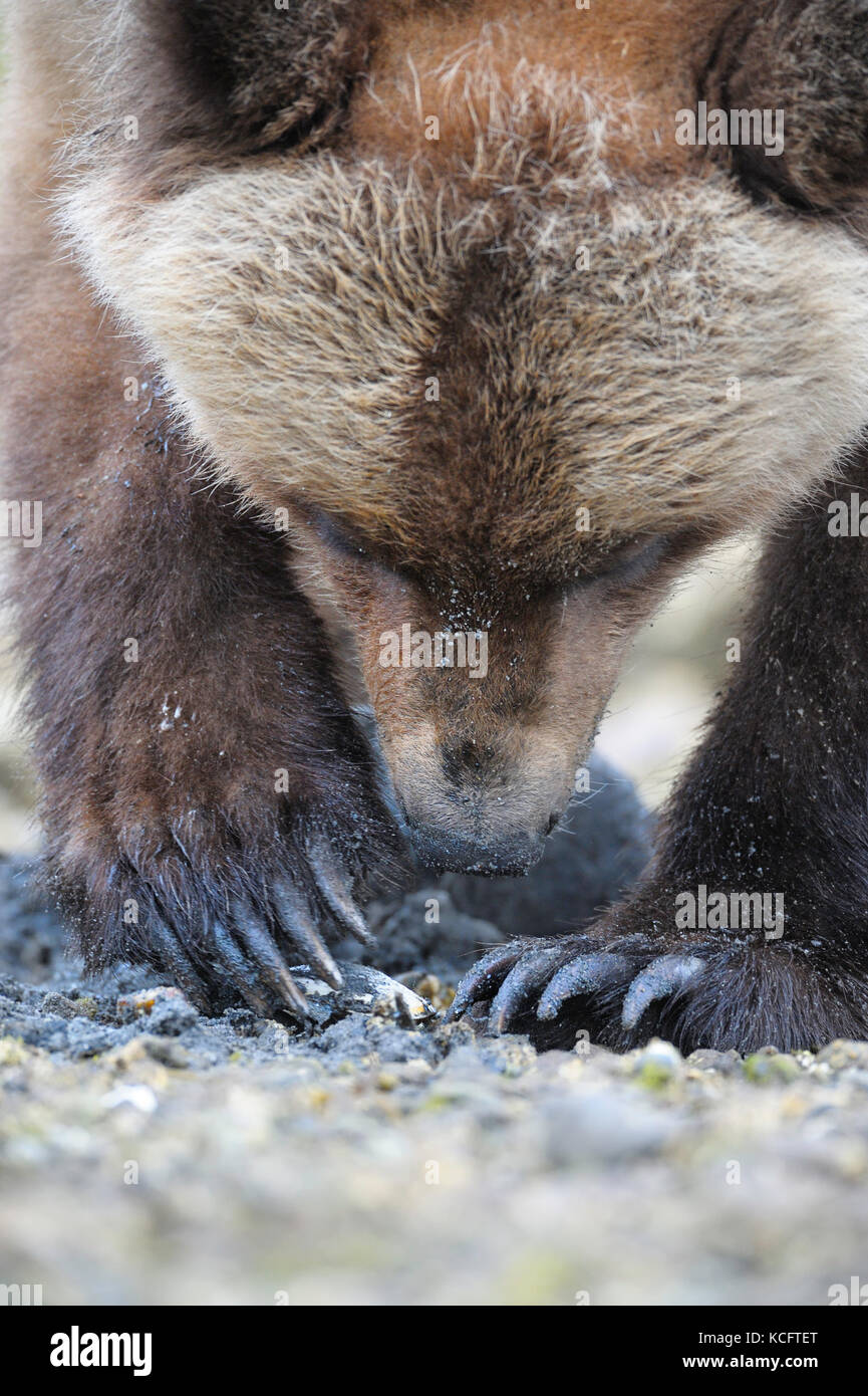 Presa all'Khutzeymateen Orso grizzly Santuario circa 40km NE di Prince Rupert su BC della costa del nord. Foto Stock