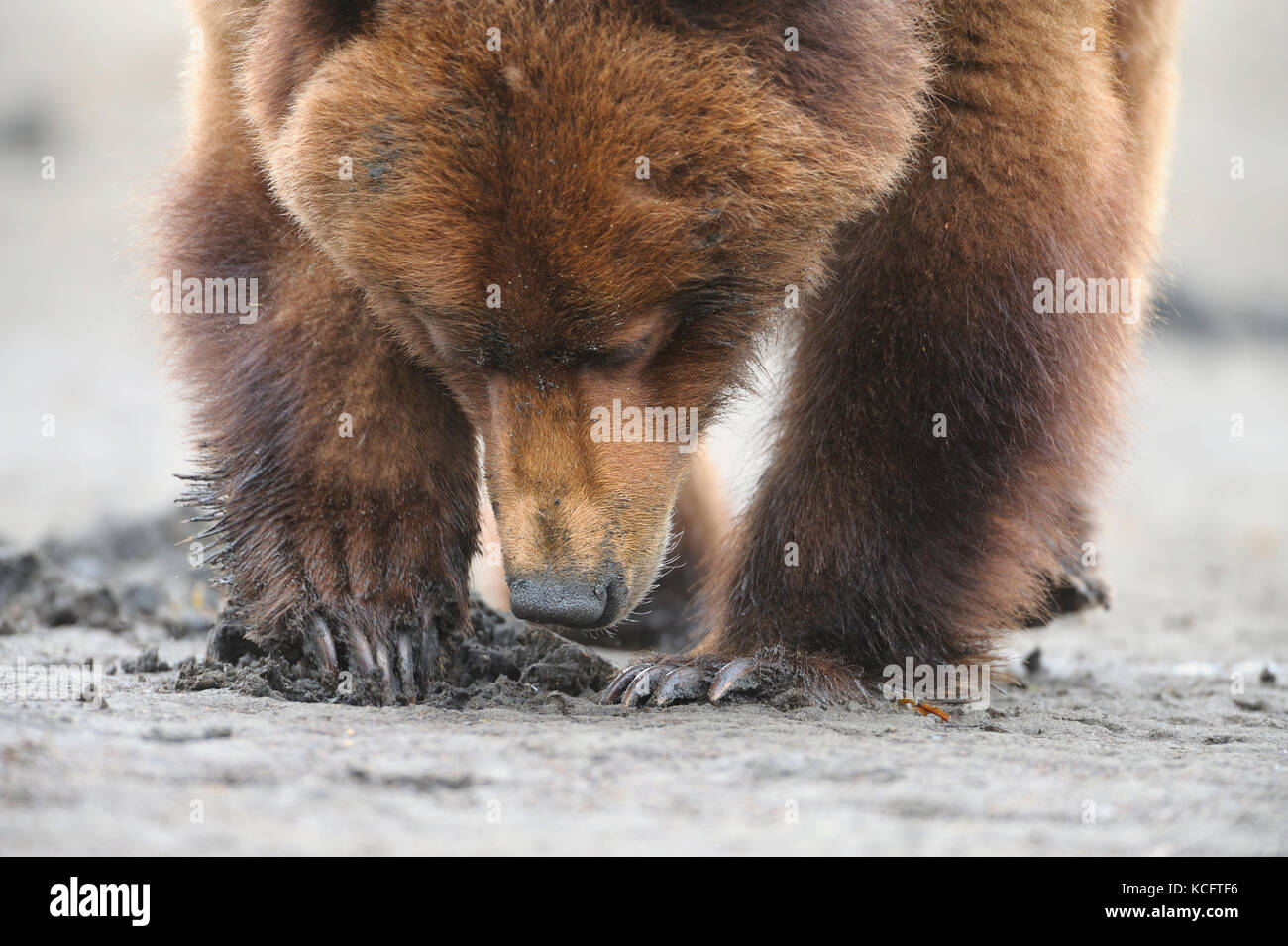 Presa all'Khutzeymateen Orso grizzly Santuario circa 40km NE di Prince Rupert su BC della costa del nord. Foto Stock