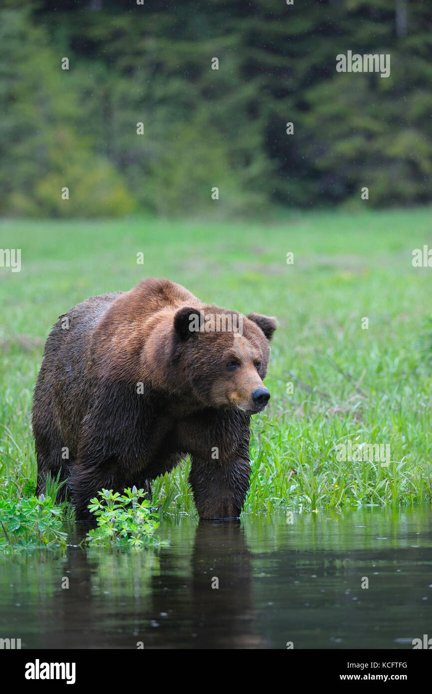 Presa all'Khutzeymateen Orso grizzly Santuario circa 40km NE di Prince Rupert su BC della costa del nord. Foto Stock