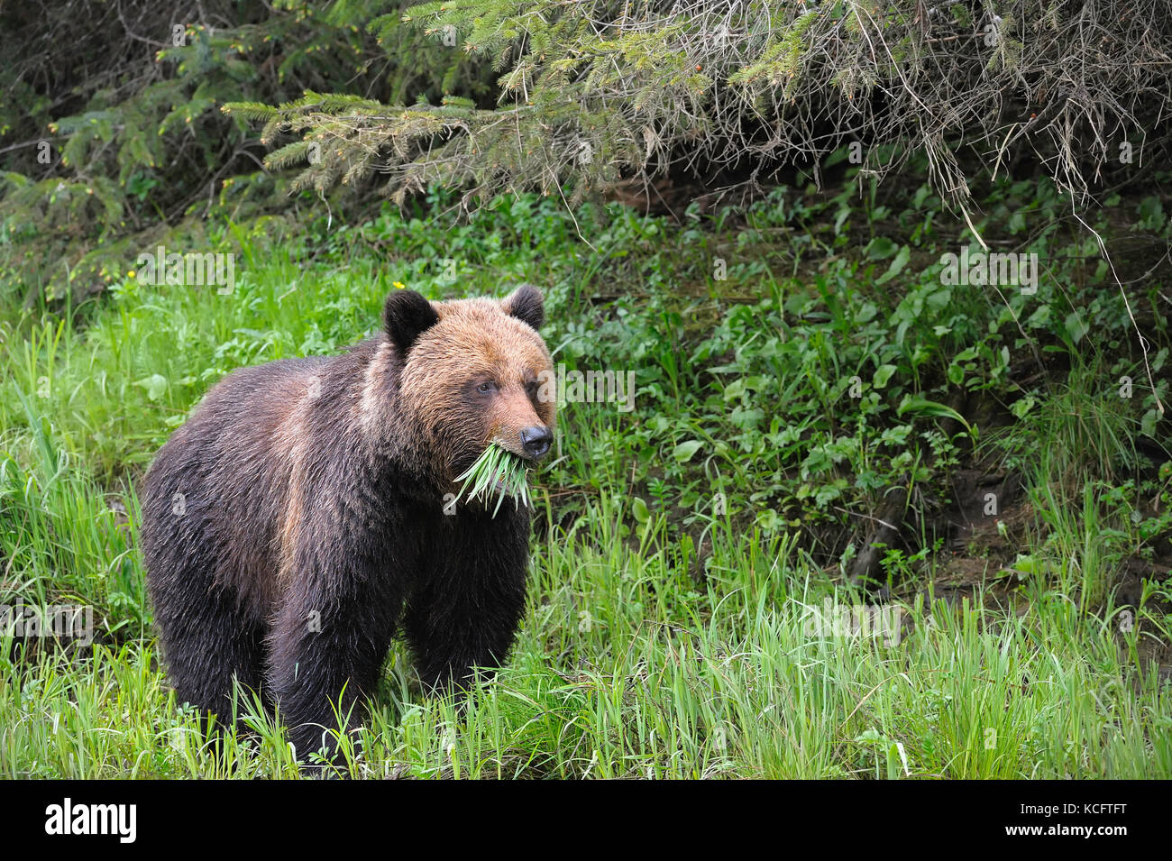 Presa all'Khutzeymateen Orso grizzly Santuario circa 40km NE di Prince Rupert su BC della costa del nord. Foto Stock