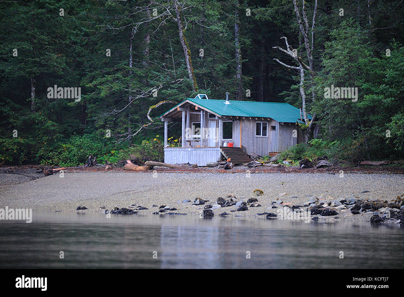 Prese ad aspirazione di cozze, Klemtu, Prince Royal Island, grande orso nella foresta pluviale, BC Canada Foto Stock