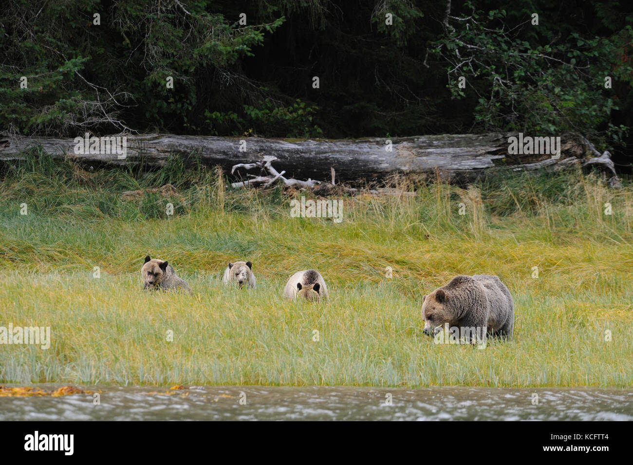 Grizzly seminare con tre lupetti, Glendale River, Vancouver BC, Continentale, Canada Foto Stock