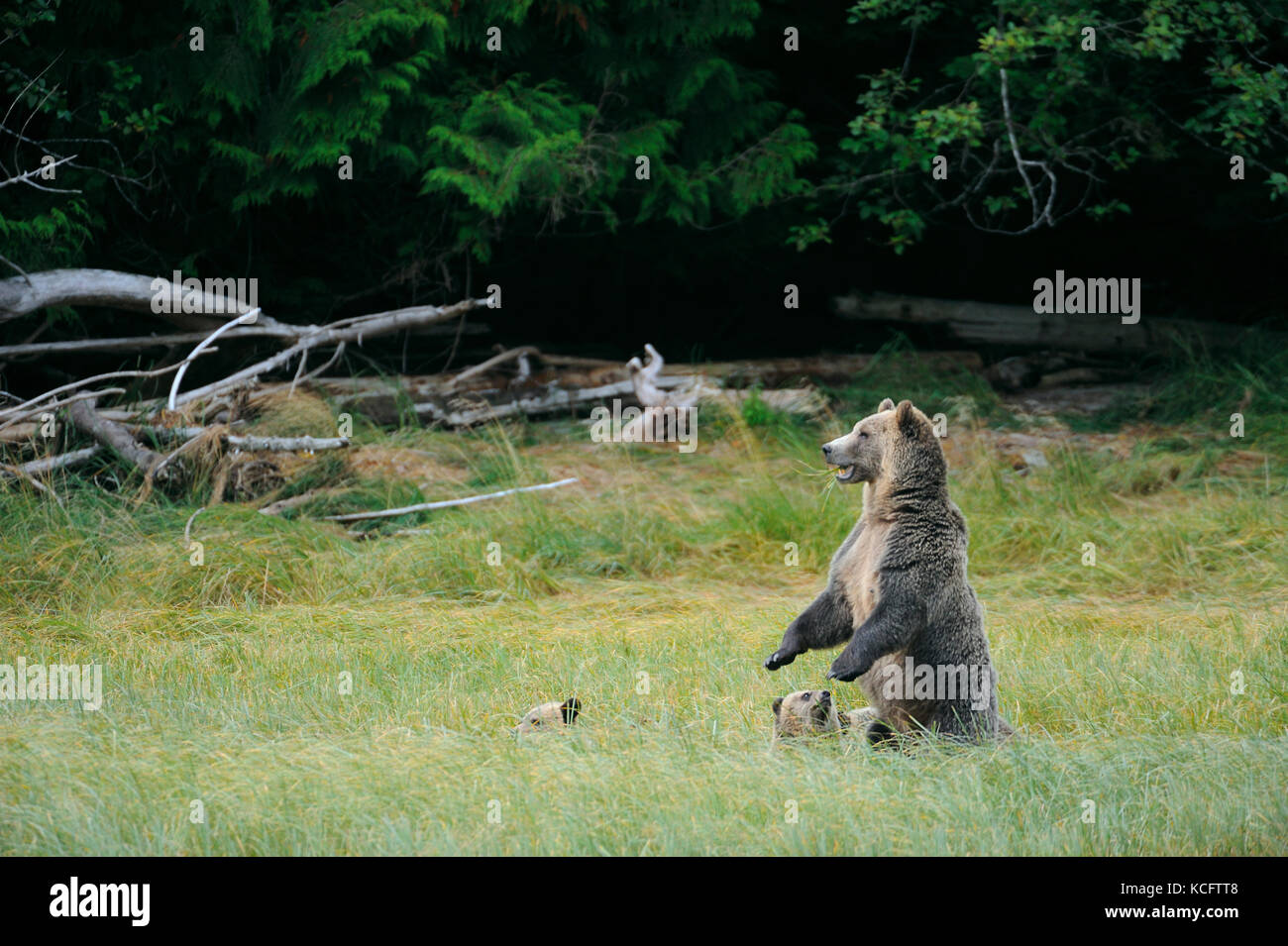 Grizzly seminare con tre lupetti, Glendale River, Vancouver BC terraferma, Canada Foto Stock