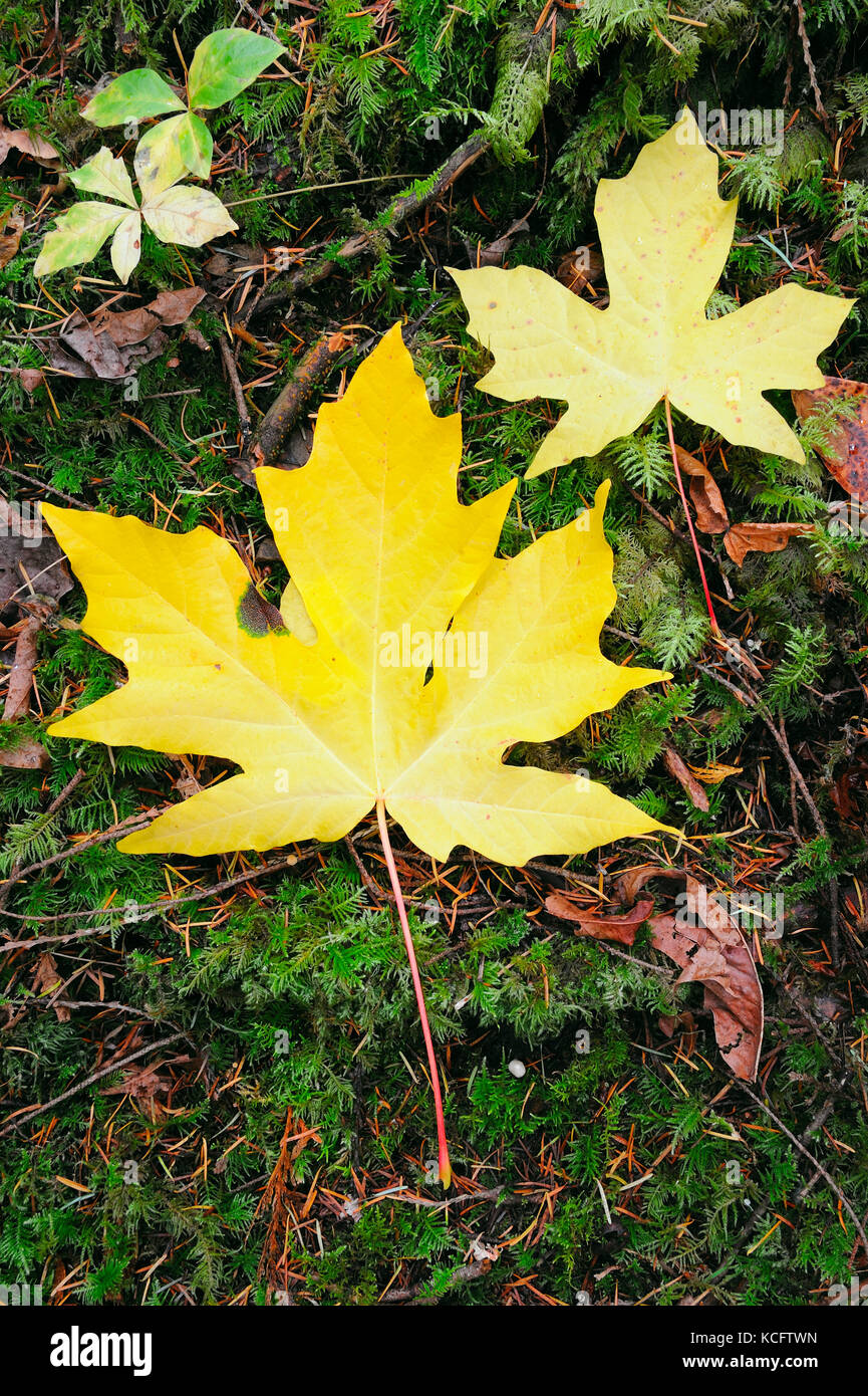 Acer macrophyllum, grandi foglie di acero, Horth Hill, North Saanich, BC, Canada Foto Stock