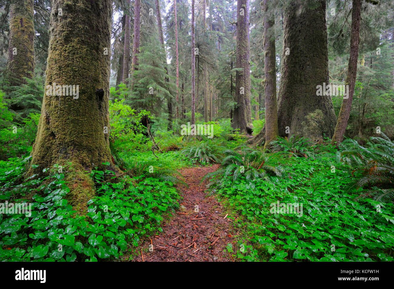 Carmanah Walbran Parco Provinciale, Isola di Vancouver, BC, Canada Foto Stock