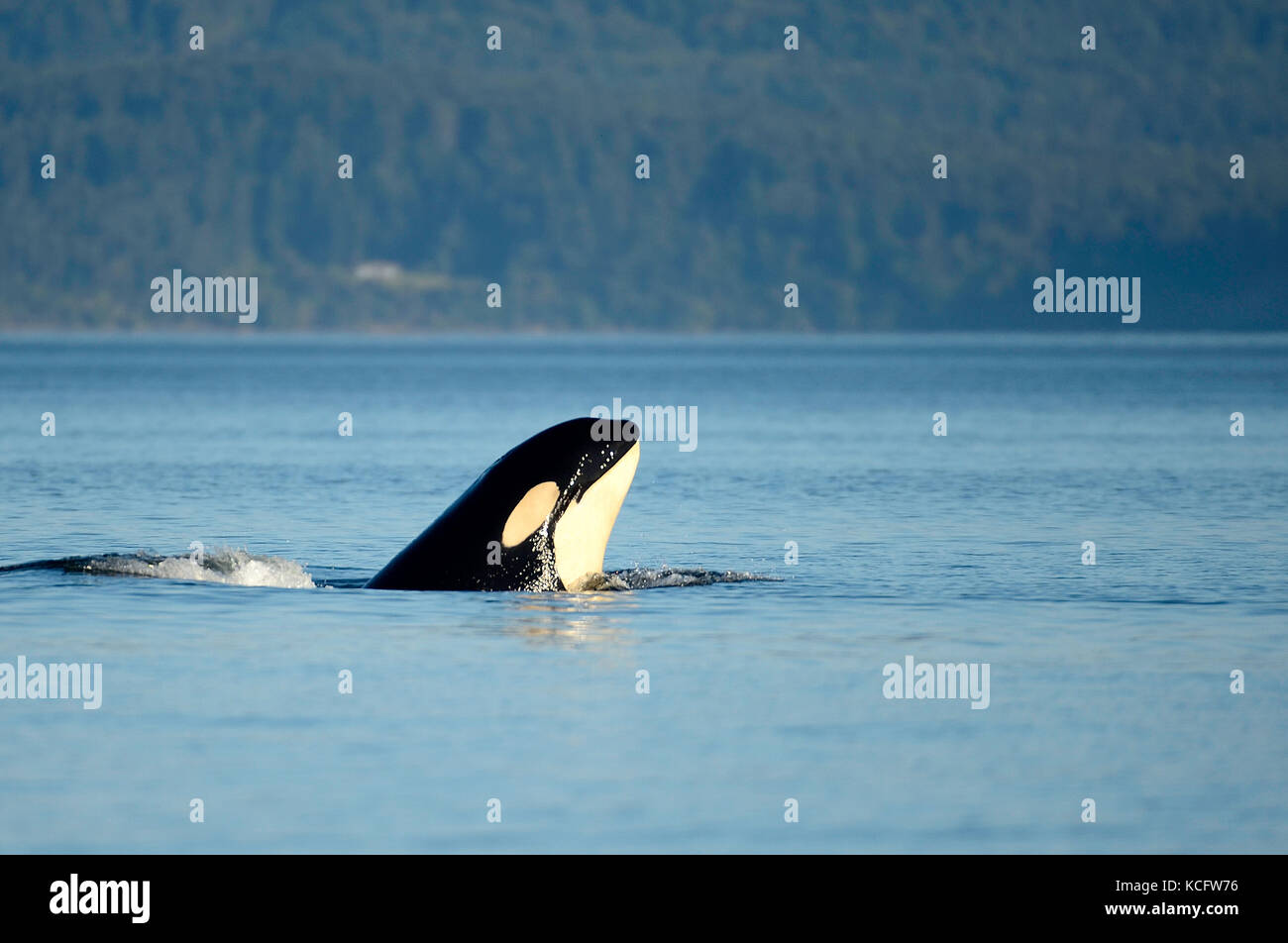 Orca whale fotografata al passaggio di confine vicino a Georgia diritta, l'isola di Vancouver, BC, Canada Foto Stock