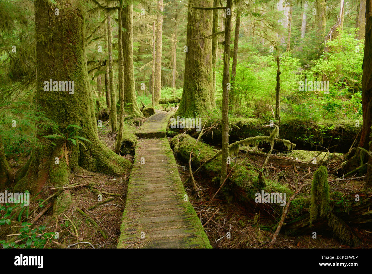 Carmanah Walbran Parco Provinciale, Isola di Vancouver, BC, Canada Foto Stock