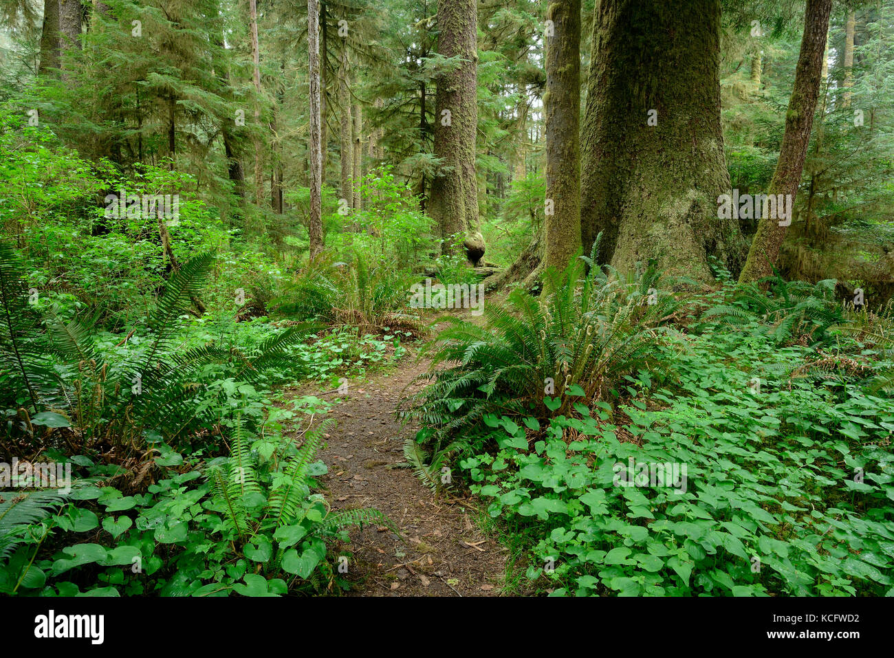 Carmanah Walbran Parco Provinciale, Isola di Vancouver, BC Canada Foto Stock