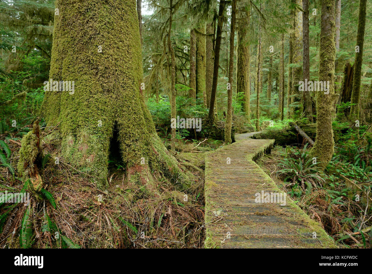 Carmanah Walbran Parco Provinciale, Isola di Vancouver, BC Canada Foto Stock