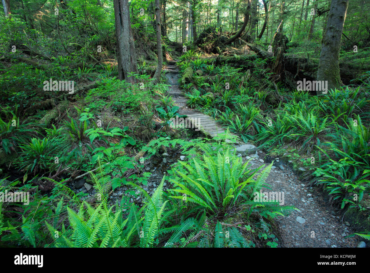Alberi a Payzant Creek,Juan de Fuca Parco Provinciale, Isola di Vancouver, BC Canada Foto Stock