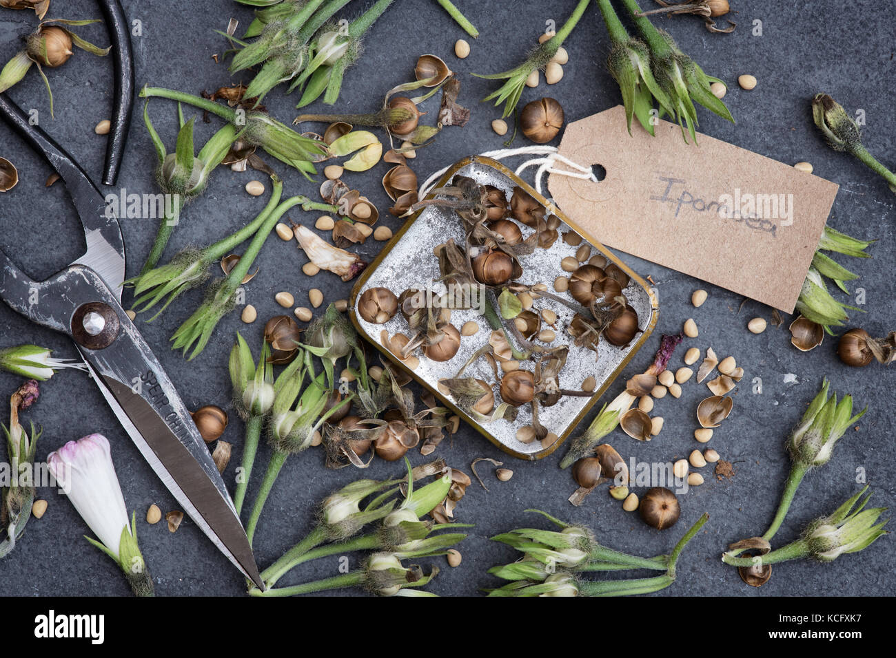 Raccolti Ipomoea semi di fiori in una teglia con un paio di forbici di fiori e una etichetta su ardesia Foto Stock