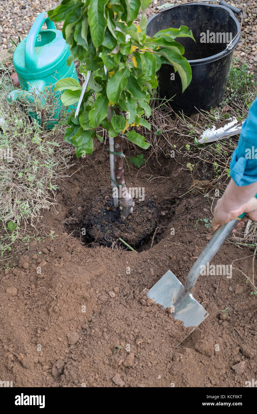 Malus domestica "Blue Moon". Giardiniere piantando un cordone Apple "Blue Moon" Starline colonnari di melo in un giardino inglese. Regno Unito Foto Stock