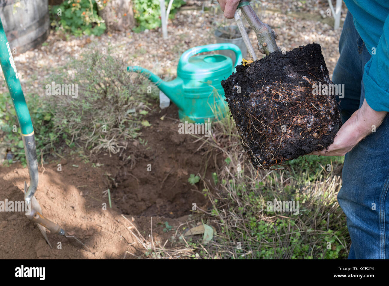 Malus domestica "Blue Moon". Giardiniere piantando un cordone Apple "Blue Moon" Starline colonnari di melo in un giardino inglese. Regno Unito Foto Stock